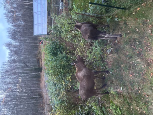 moose 2 rasp .jpg